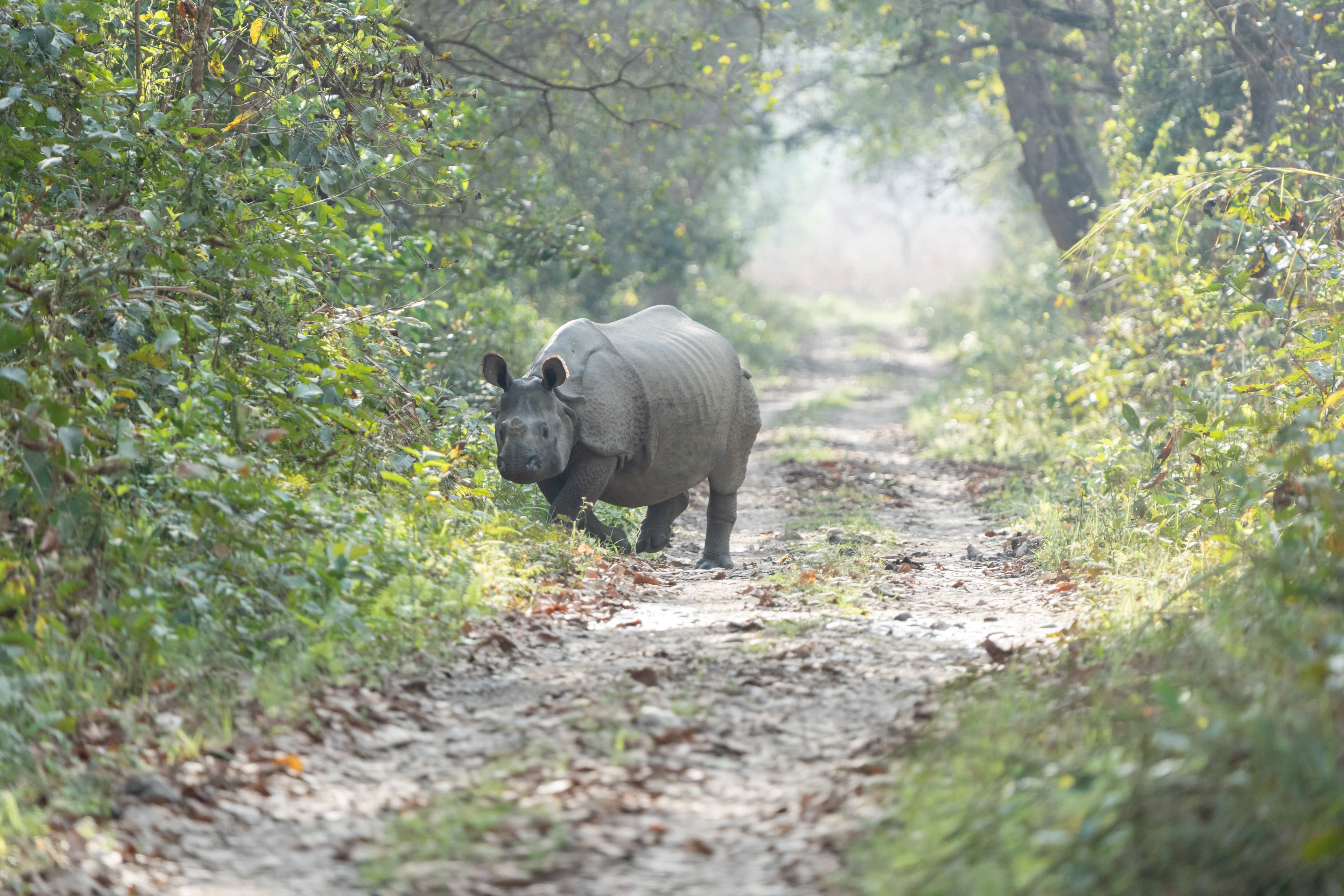 One-horned rhinoceros standing on a road in Chitwan National Park, Nepal.