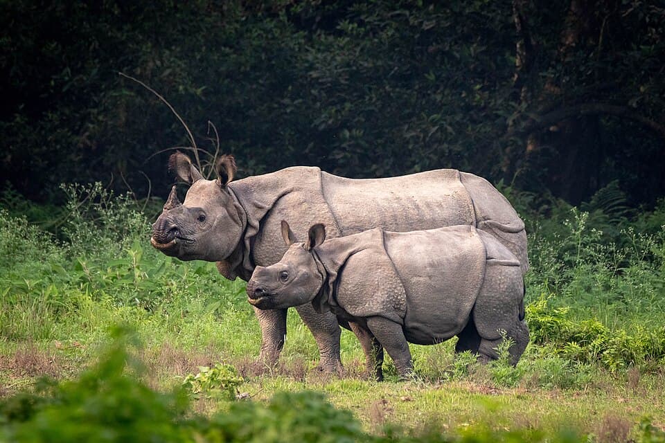 Greater one-horned rhinoceros mother and calf in Chitwan National Park, Nepal.