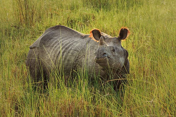 Chitwan